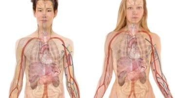 Cuerpo Humano