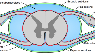 Reflejo espinal