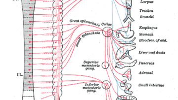 Sistema nervioso autónomo