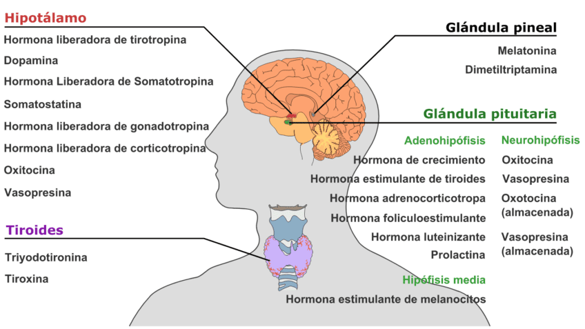 sistema endocrino