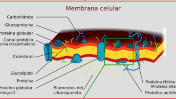 Membrana celular
