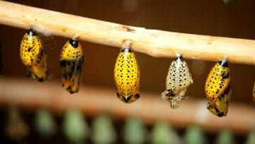 Los seres vivos, recursos, energía y ciclos de vida