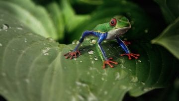 ¿Cuáles son las características de los seres vivos?