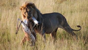 La selección natural, la preservación de los genes como mecanismo de supervivencia y reproducción