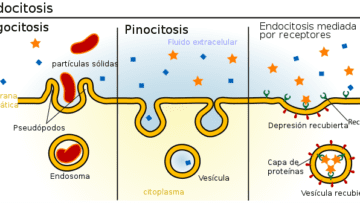 Las células absorben partículas o fluidos por medio de Endocitosis