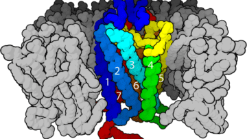 Uniones especializadas permiten conexiones y comunicación en las células