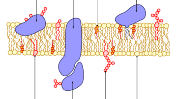 El Transporte Pasivo Y Activo En Las Membranas Plasmáticas En La Célula