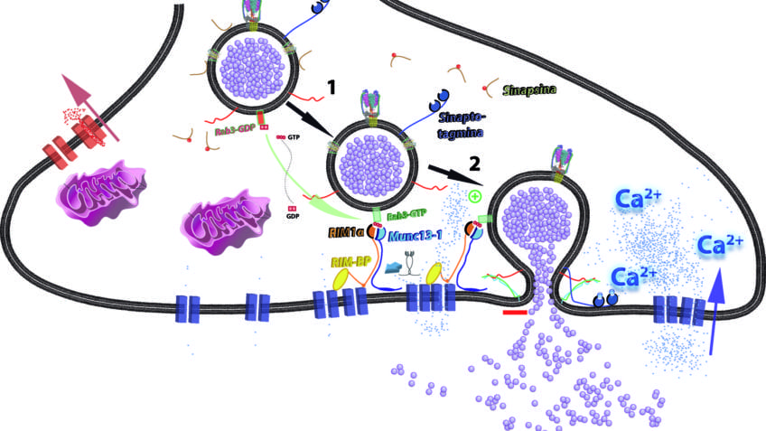 La Exocitosis y el intercambio de materiales por medio de la membrana, su influencia en el tamaño, la forma de la célula
