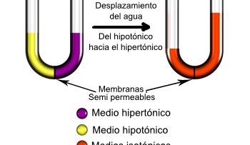 Diversas moléculas traspasan la membrana por difusión facilitada, ósmosis y selección permeable