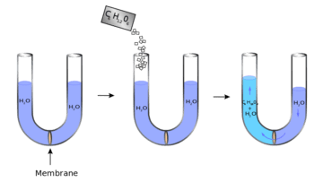 La Ósmosis y su papel en la vida de una Célula