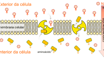 El transporte activo, el uso de la energía para el movimiento de las moléculas en contra de sus gradientes de concentración