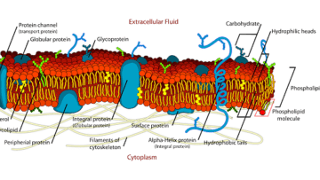 Variedad de proteínas establecen un mosaico al interior de la membrana
