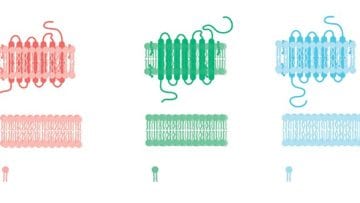 La Bicapa de Fosfolípidos en la membrana celular