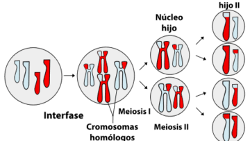 División por meiosis