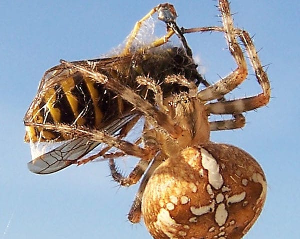 ¿Cuáles son los animales invertebrados?