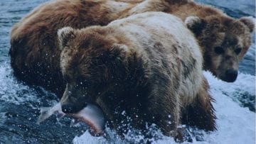 ¿Cuáles son los animales omnívoros?