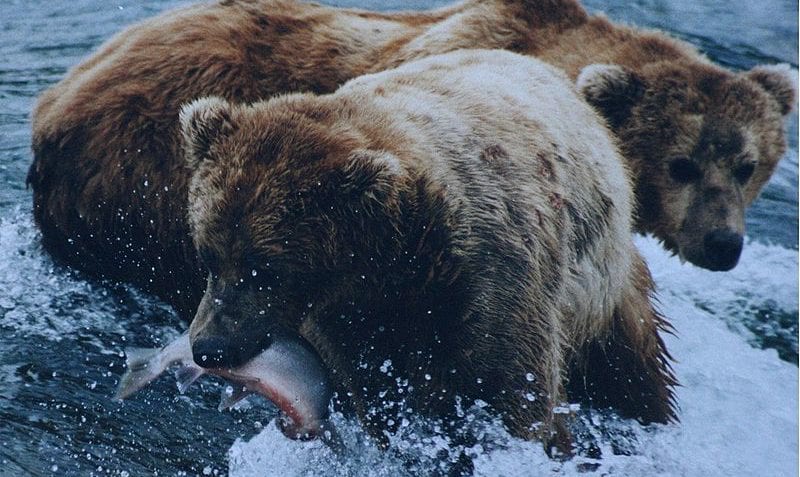 ¿Cuáles son los animales omnívoros?