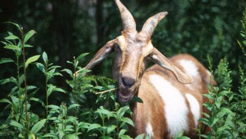 ¿Cuáles son los animales herbívoros?