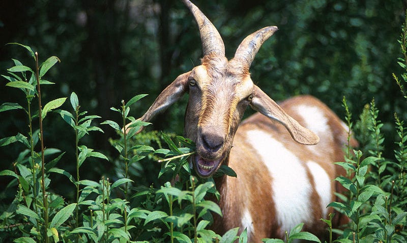 ¿Cuáles son los animales herbívoros?