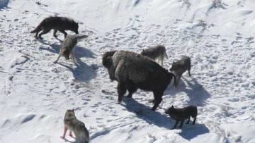 ¿Cuáles son los animales carnívoros?