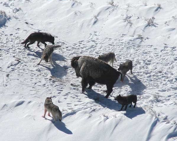 ¿Cuáles son los animales carnívoros?
