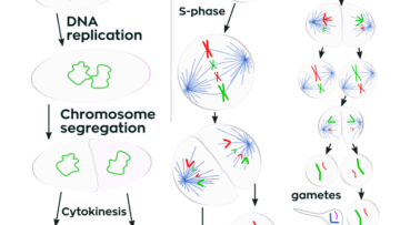 ¿Cómo ocurre la división celular?