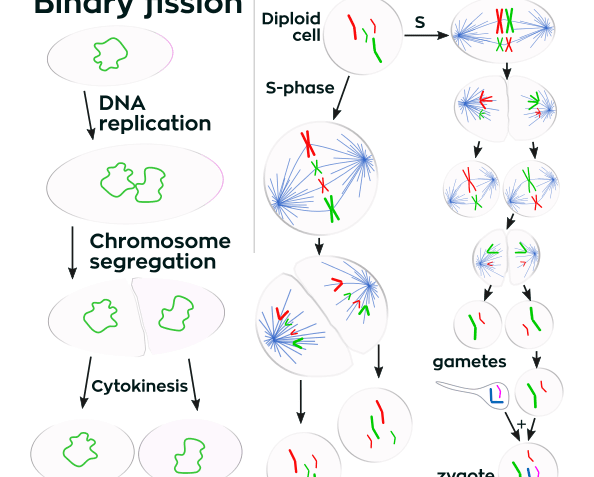 ¿Cómo ocurre la división celular?