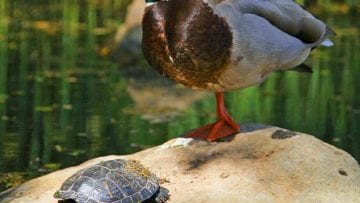 ¿Cuáles son los animales vertebrados?