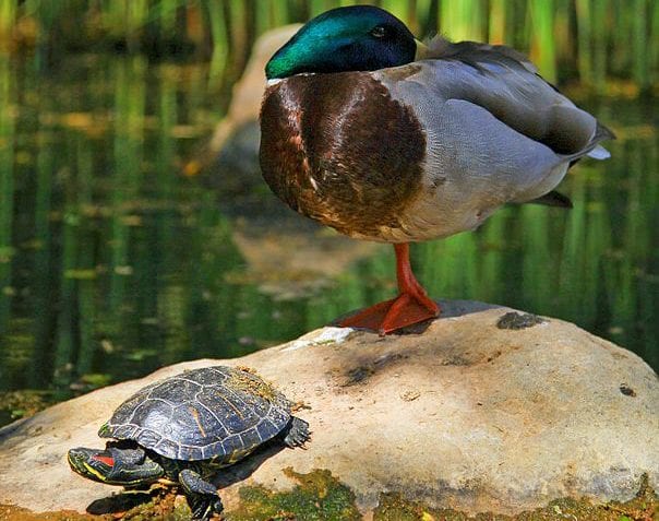 ¿Cuáles son los animales vertebrados?