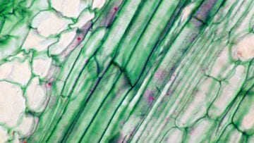 ¿Qué funciones tienen el xilema y el floema?