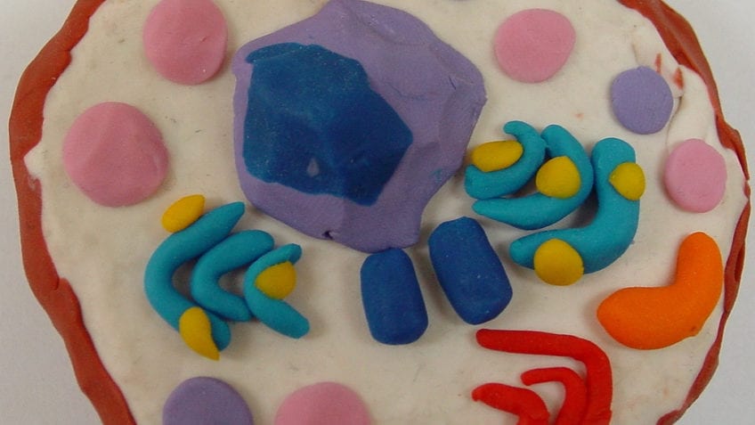 ¿Cómo es la estructura de una célula?