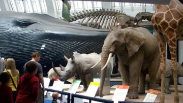 ¿Cuáles son los animales del reino animal?