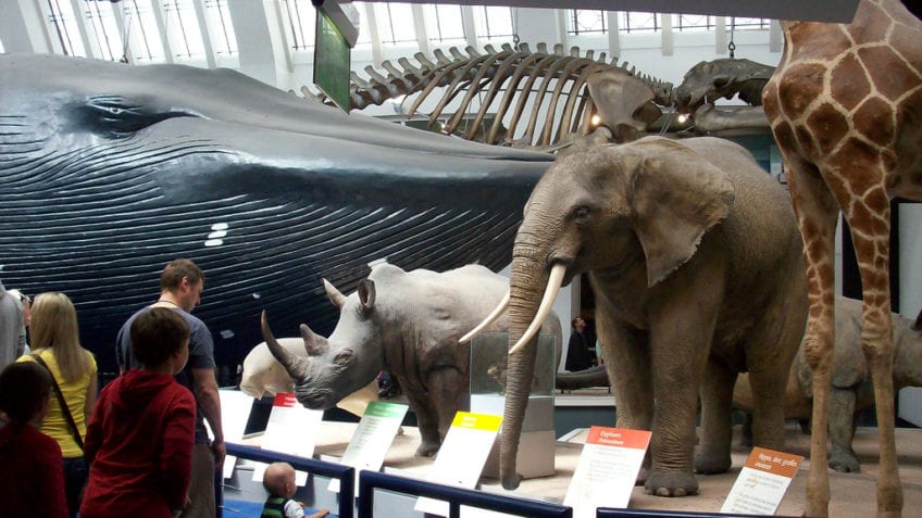 ¿Cuáles son los animales del reino animal?