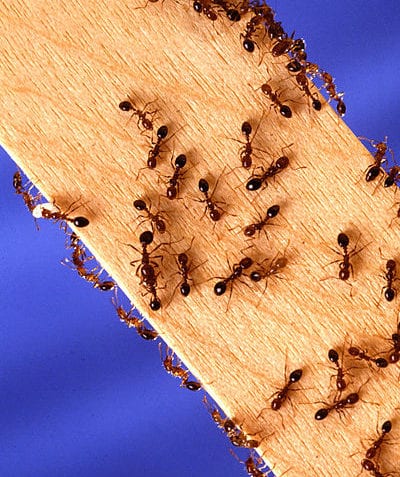 ¿Cuáles son los tipos de insectos sociales?