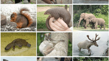 ¿Cómo se clasifican los mamíferos?