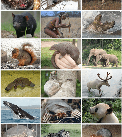 ¿Cómo se clasifican los mamíferos?