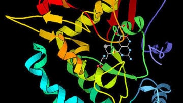 ¿Cómo se clasifican las enzimas?