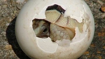 ¿Cuáles son los animales ovíparos?