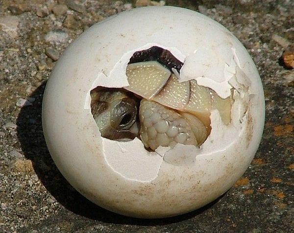 ¿Cuáles son los animales ovíparos?