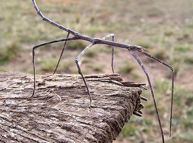 ¿Cuáles son los tipos de mimetismo?