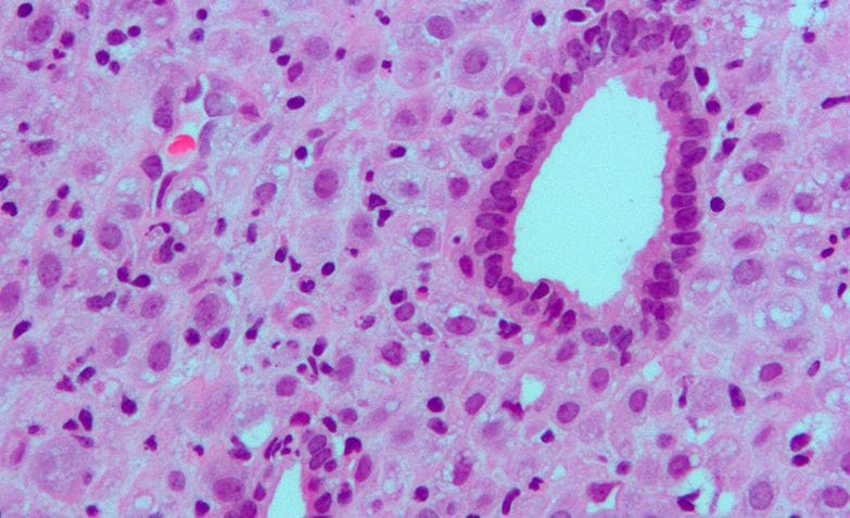 ¿Para qué sirven las hormonas?