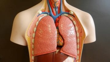 ¿Qué es el aparato respiratorio?