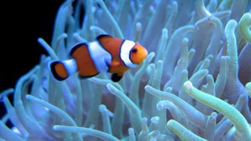 ¿Cuáles son los tipos de mutualismo?