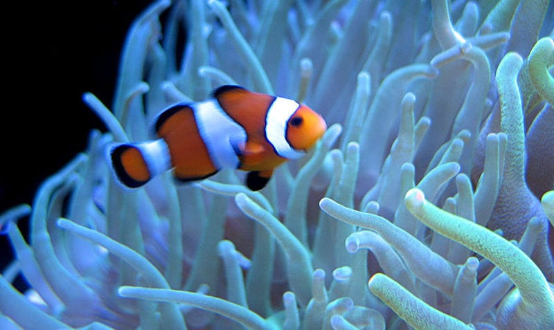 ¿Cuáles son los tipos de mutualismo?