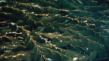 ¿Cuáles son los organismos del reino protista?