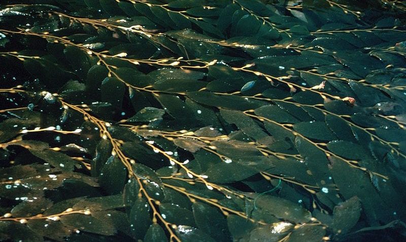 ¿Cuáles son los organismos del reino protista?