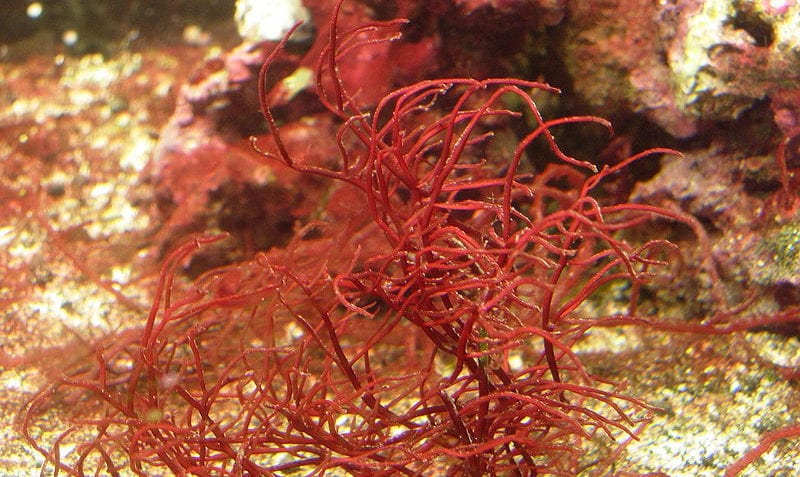 ¿Cómo se clasifican las algas?