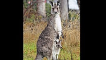 ¿Cuáles son los animales vivíparos?