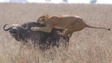 ¿Cuáles son los mayores depredadores?