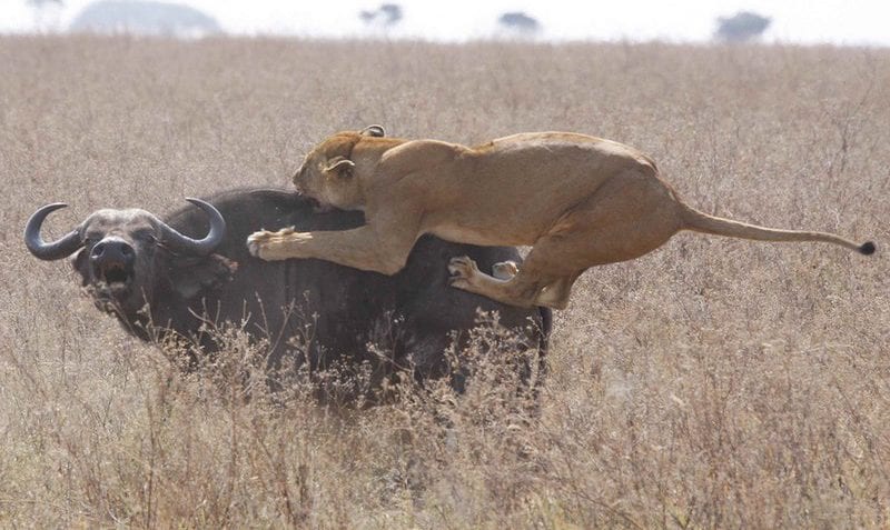 ¿Cuáles son los mayores depredadores?
